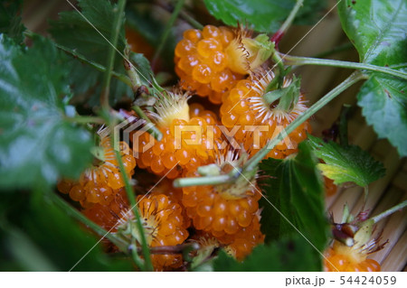 紅葉苺 紅葉苺 54424059