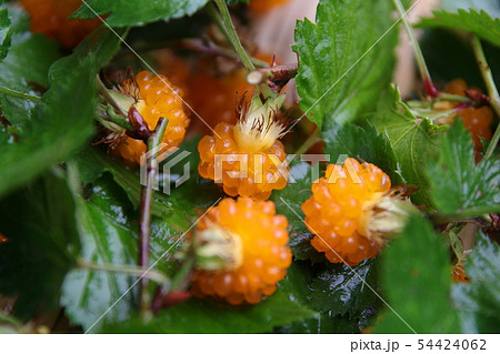 紅葉苺 紅葉苺 54424062