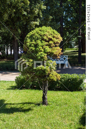Dwarf fir trees on the lawn in the Park. 54424131