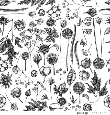 Seamless pattern with black and white astilbe, craspedia, blue eryngo, lagurus, cotton, gypsophila Seamless pattern with black and white astilbe, craspedia, blue eryngo, lagurus, cotton, gypsophila 54424262