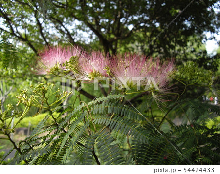 合歓の花 54424433