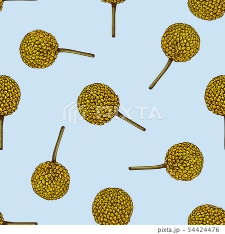 Seamless pattern with hand drawn colored craspedia Seamless pattern with hand drawn colored craspedia 54424476