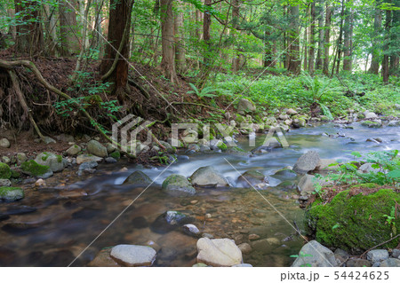 森林を流れる小川 長野県 森林を流れる小川 長野県 54424625