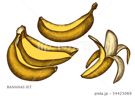Vector set of hand drawn colored bananas 54425069