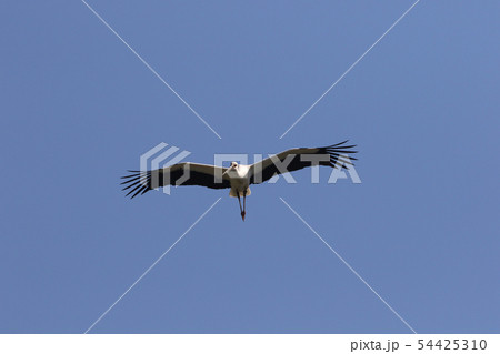 コウノトリ 54425310