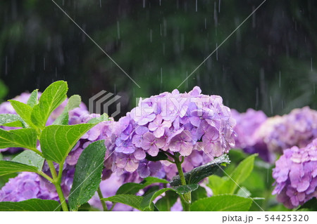 雨降りの紫陽花 雨降りの紫陽花 54425320
