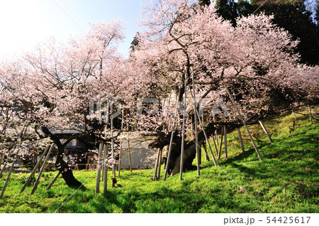 臥龍桜 臥龍桜 54425617