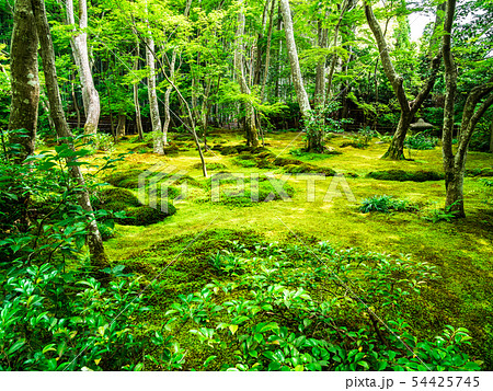 京都　祇王寺 54425745