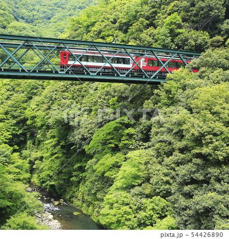 新緑の箱根登山鉄道 54426890