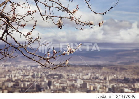 Spring Blossoming apricot trees in Georgian lanscape Spring Blossoming apricot trees in Georgian lanscape 54427046