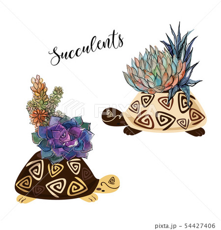 A bouquet of succulents in a flower pot in the 54427406