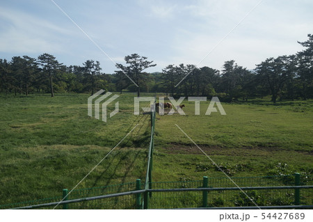 韓国 済州島 クリーン 54427689