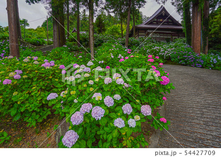 富士川町 妙法寺 あじさい 富士川町 妙法寺 あじさい 54427709