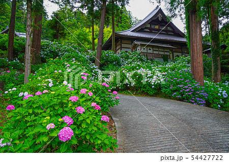 富士川町 妙法寺 あじさい 富士川町 妙法寺 あじさい 54427722