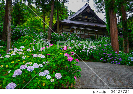 富士川町 妙法寺 あじさい 富士川町 妙法寺 あじさい 54427724