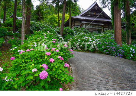 富士川町 妙法寺 あじさい 富士川町 妙法寺 あじさい 54427727