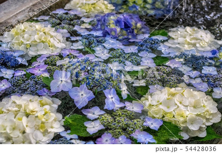 さくら市今宮神社 紫陽花手水鉢 54428036