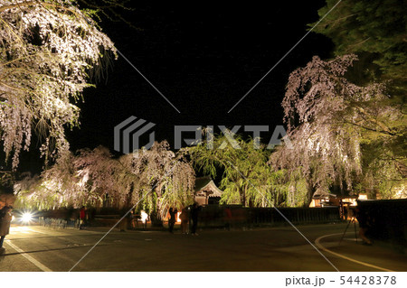 角館のしだれ桜 角館のしだれ桜 54428378