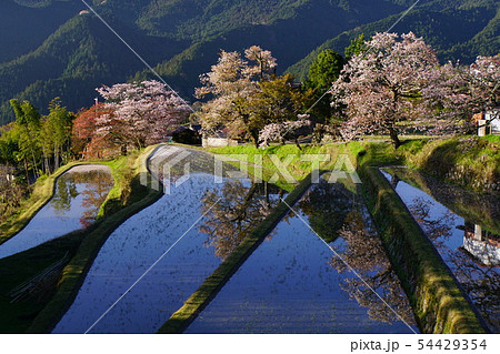 三多気の桜 三多気の桜 54429354