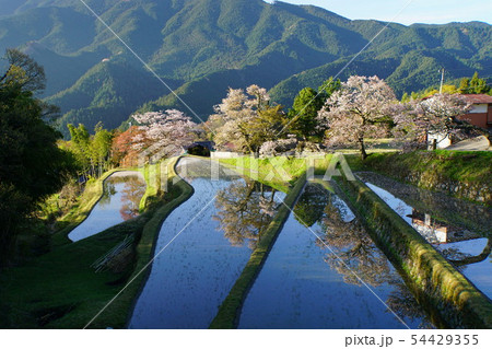 三多気の桜と水田 54429355