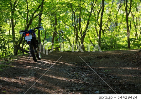 生石山の林道途中、緑の綺麗さに見惚れる。バイクは鈴木ジェベル200 54429424