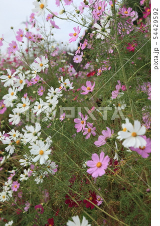 コスモス 54429592
