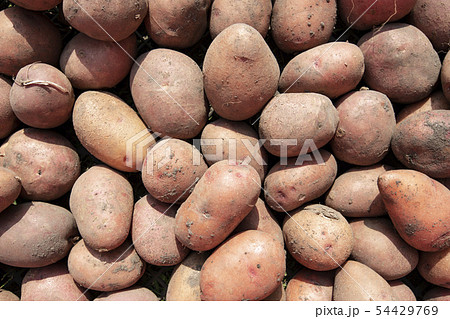 potato harvest background 54429769