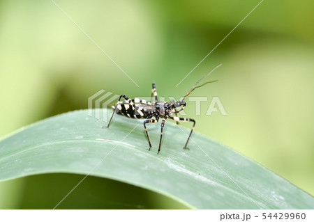 シマサシガメ 54429960