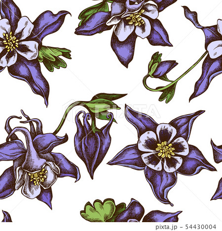 Seamless pattern with hand drawn colored aquilegia 54430004