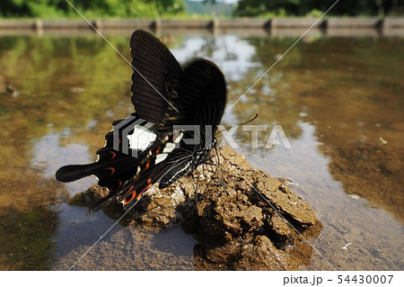 モンキアゲハの吸水 54430007