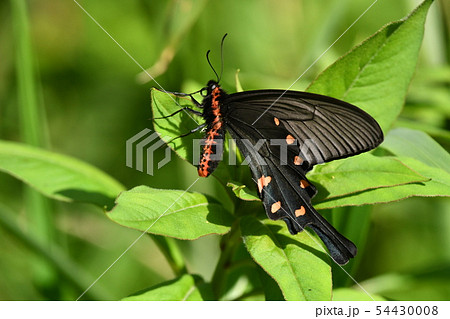 ジャコウアゲハ♂ ジャコウアゲハ♂ 54430008