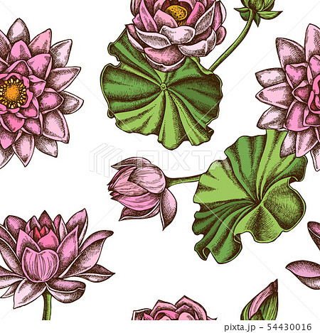 Seamless Pattern With Hand Drawn Colored Lotusのイラスト素材