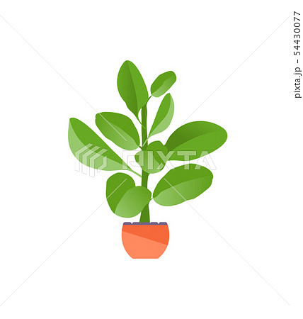Houseplant ficus vector Houseplant ficus vector 54430077