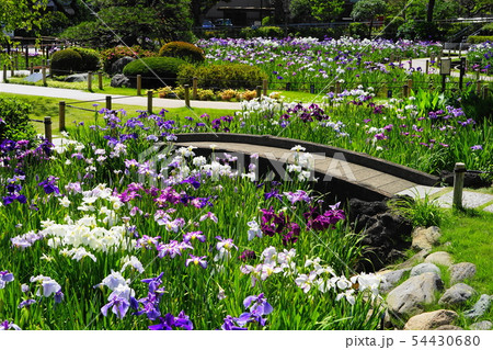6月 葛飾11堀切菖蒲園と花菖蒲 6月 葛飾11堀切菖蒲園と花菖蒲 54430680
