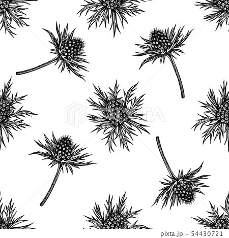 Seamless pattern with black and white blue eryngo 54430721