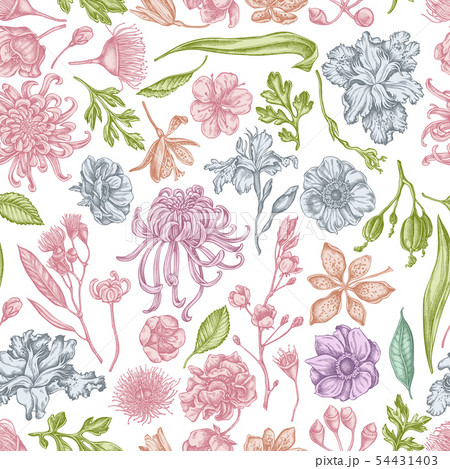 Seamless pattern with hand drawn pastel japanese chrysanthemum, blackberry lily, eucalyptus flower 54431403