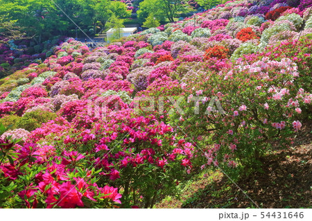 【福井県】晴天下の西山公園つつじまつり 54431646