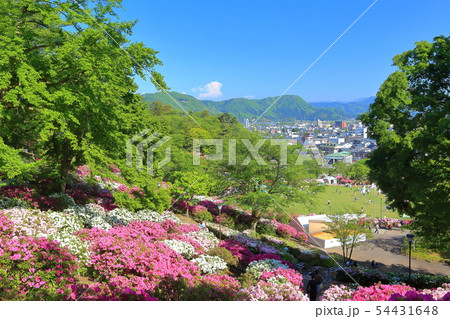 福井県 晴天下の西山公園つつじまつりの写真素材