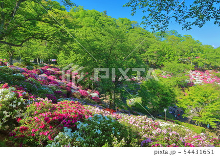 福井県 晴天下の西山公園つつじまつりの写真素材