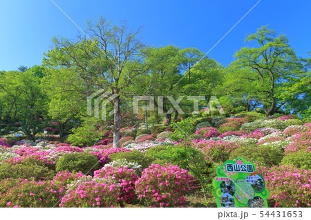 福井県 晴天下の西山公園つつじまつりの写真素材