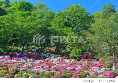 福井県 晴天下の西山公園つつじまつりの写真素材