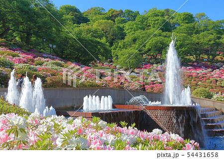 福井県 晴天下の西山公園つつじまつりの写真素材