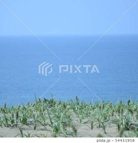 砂丘 海 草原 水平線 砂丘 海 草原 水平線 54431958