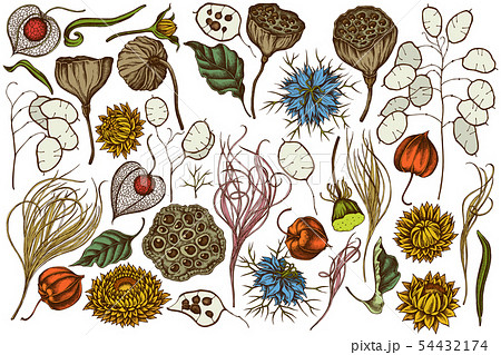 Vector set of hand drawn colored black caraway, feather grass, helichrysum, lotus, lunaria, physalis Vector set of hand drawn colored black caraway, feather grass, helichrysum, lotus, lunaria, physalis 54432174