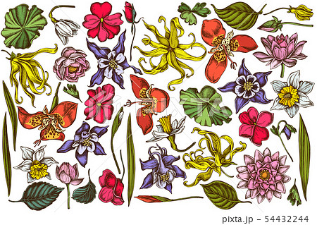 Vector set of hand drawn colored ylang-ylang, impatiens, daffodil, tigridia, lotus, aquilegia 54432244