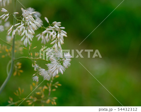 タケニグサ タケニグサ 54432312