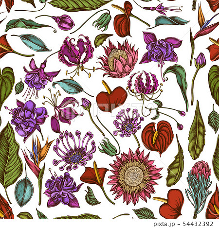 Seamless pattern with hand drawn colored african daisies, fuchsia, gloriosa, king protea, anthurium Seamless pattern with hand drawn colored african daisies, fuchsia, gloriosa, king protea, anthurium 54432392