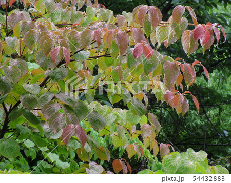 山法師　Comus kousa 54432883