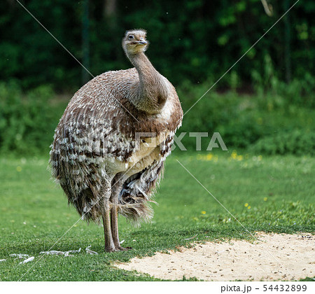 Darwin's rhea, Rhea pennata also known as the lesser rhea. Darwin's rhea, Rhea pennata also known as the lesser rhea. 54432899
