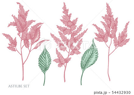 Vector set of hand drawn pastel astilbe Vector set of hand drawn pastel astilbe 54432930